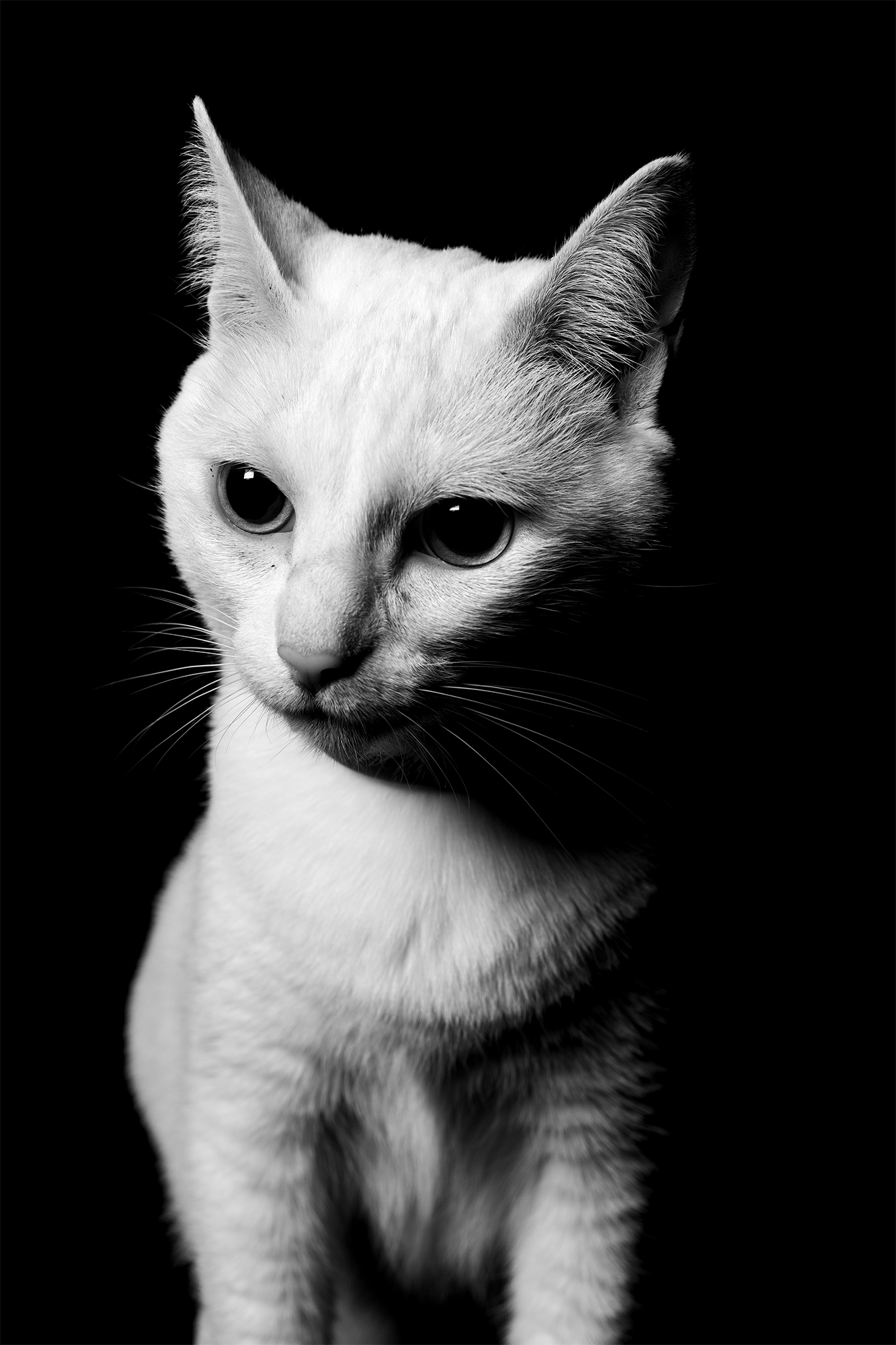 Amor animal
