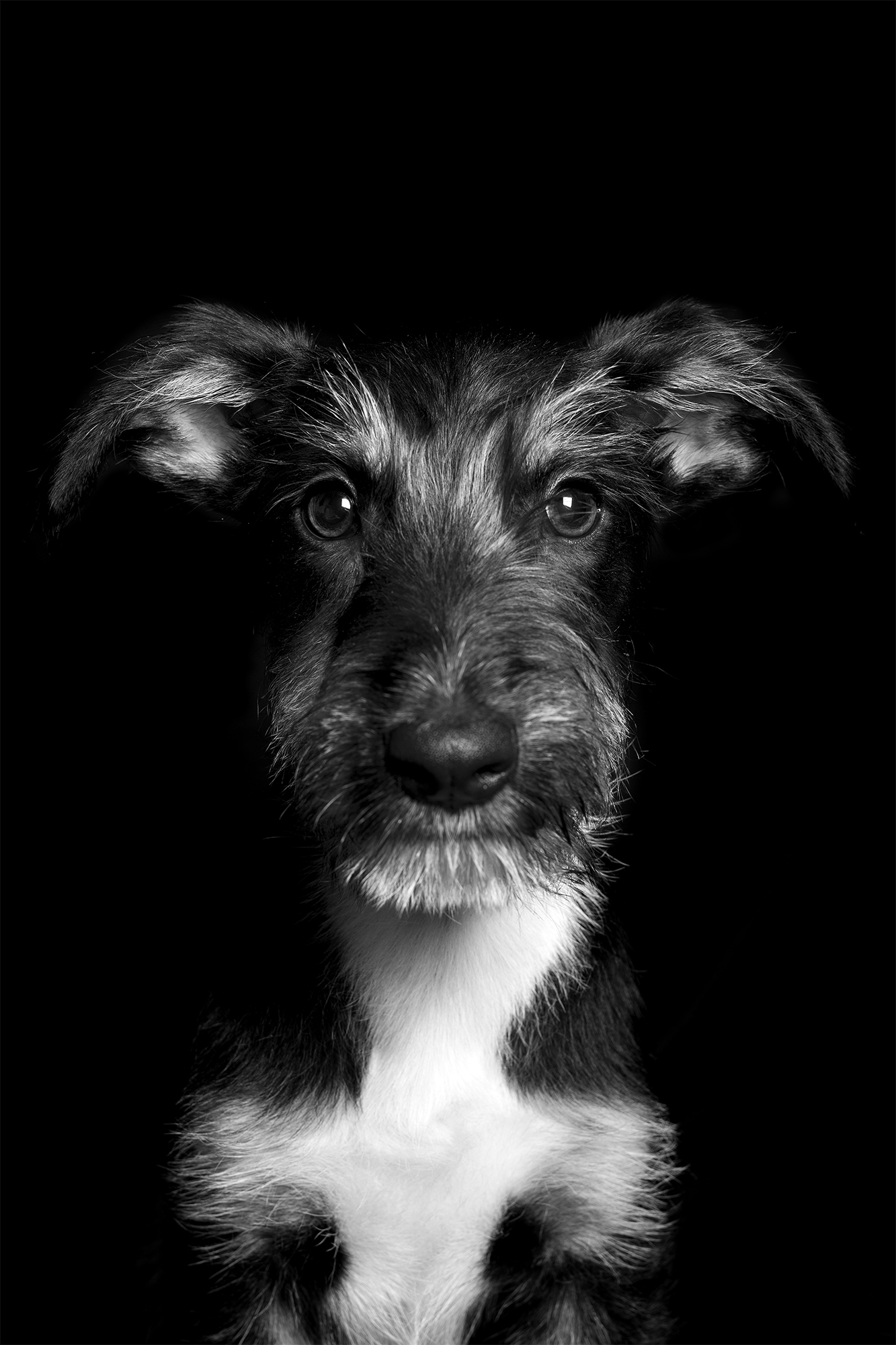 Amor animal